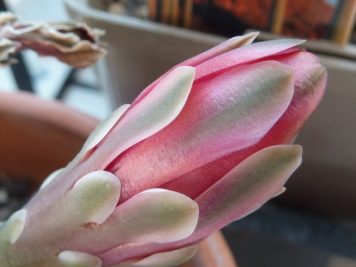 Gymnocalycium baldianum PA216