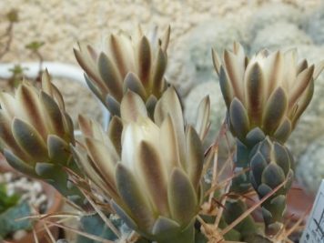 Gymnocalycium michoga