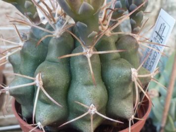 Gymnocalycium michoga