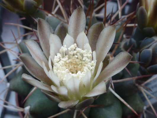 Gymnocalycium michoga