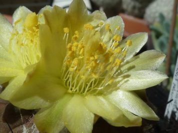 Copiapoa hypogaea barquitensis