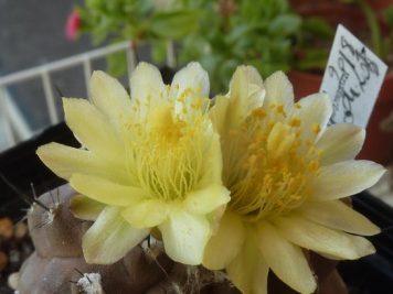 Copiapoa hypogaea barquitensis