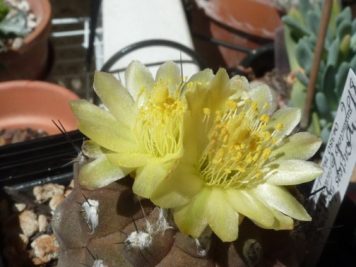 Copiapoa hypogaea barquitensis