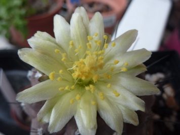 Copiapoa hypogaea barquitensis