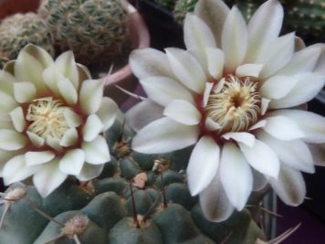 Gymnocalycium intertextum