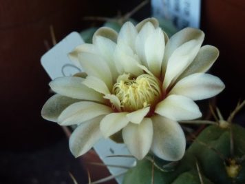 Gymnocalycium intertextum