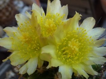 copiapoa humilis