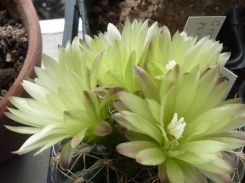 Gymnocalycium hyptiacanthum ssp uruguayense v. roseiflorum