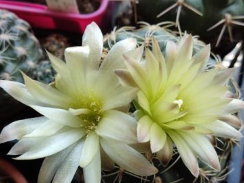 Gymnocalycium hyptiacanthum ssp uruguayense v. roseiflorum