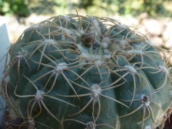 Gymnocalycium hyptiacanthum ssp uruguayense v. roseiflorum