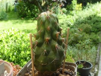 Copiapoa coquimbana