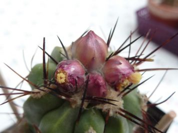 Copiapoa coquimbana