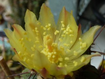 Copiapoa coquimbana