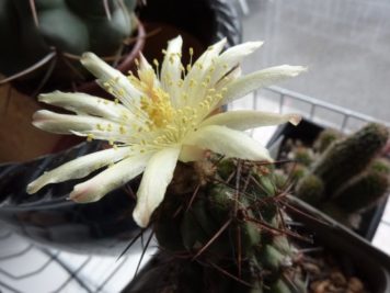 Copiapoa coquimbana