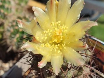 Copiapoa coquimbana