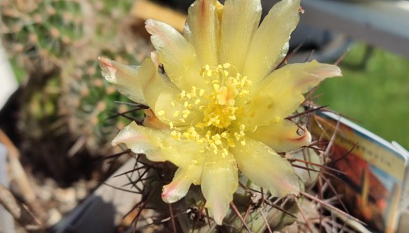 Copiapoa coquimbana