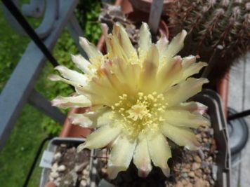 Copiapoa coquimbana