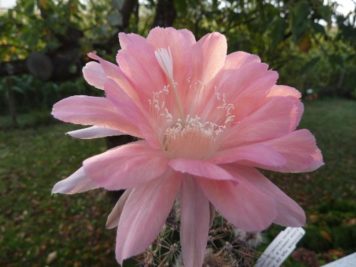 Echinopsis Hybride C4 marmoriert