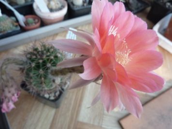 Echinopsis Hybride C4 marmoriert