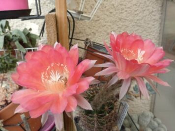 Echinopsis Hybride C4 marmoriert