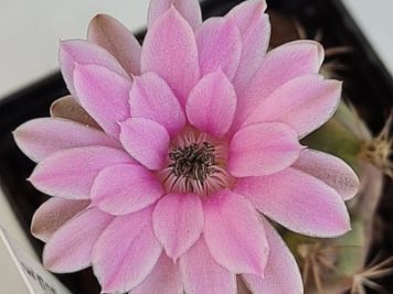 Gymnocalycium damsii ssp rotundulum