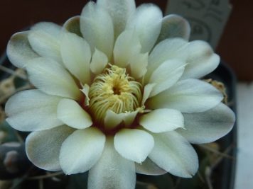 Gymnocalycium intertextum