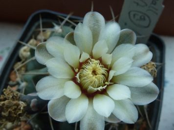 Gymnocalycium intertextum