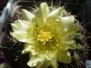 Copiapoa humilis