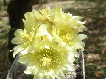 Copiapoa humilis