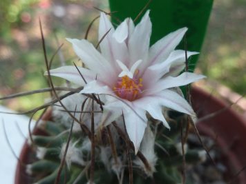 Turbinicarpus schmiedickeanus ssp gracilis