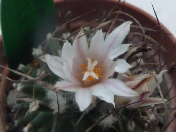 Turbinicarpus schmiedickeanus ssp gracilis