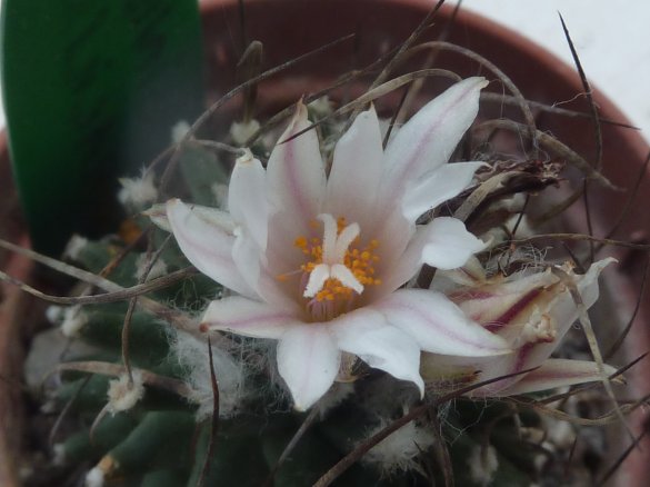 Turbinicarpus schmiedickeanus ssp gracilis