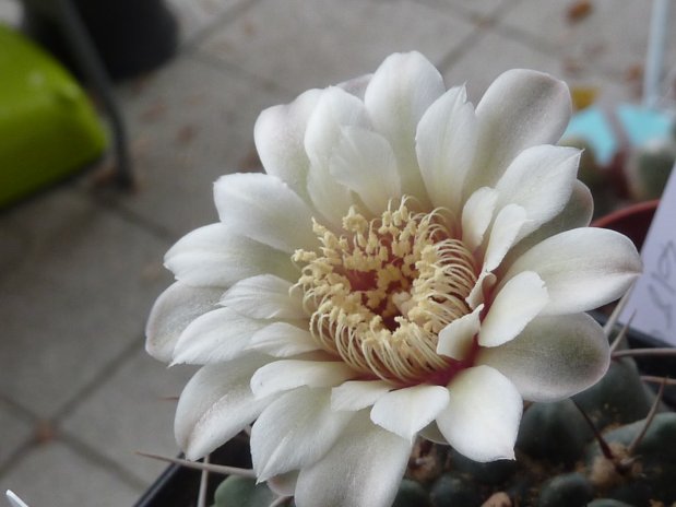 Gymnocalycium intertextum