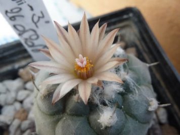 Turbinicarpus jauernigii