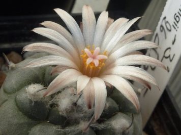 Turbinicarpus jauernigii