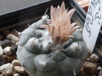 Turbinicarpus jauernigii