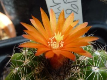 Parodia mairanana