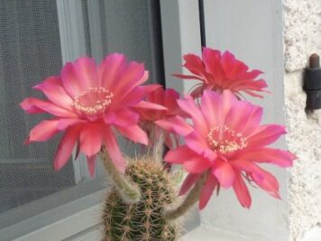 Echinopsis hybrid cv. WINDIGO