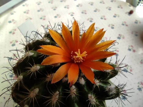 Parodia mairanana