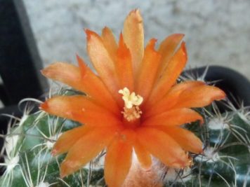 Parodia mairanana