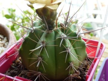 Gymnocalycium paediophyllum