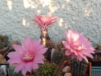 Echinopsis cv agathe