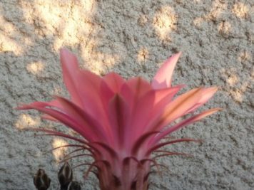 Echinopsis cv agathe