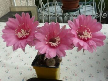 Echinopsis cv agathe