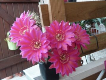 Echinopsis hybrid cv sorceress