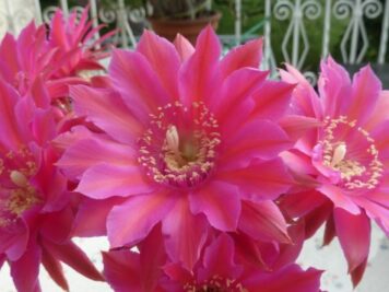 Echinopsis hybrid cv sorceress