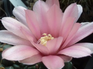 Gymnocalycium baldianum sp 3