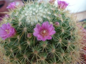 Mammillaria Ginsa Maru