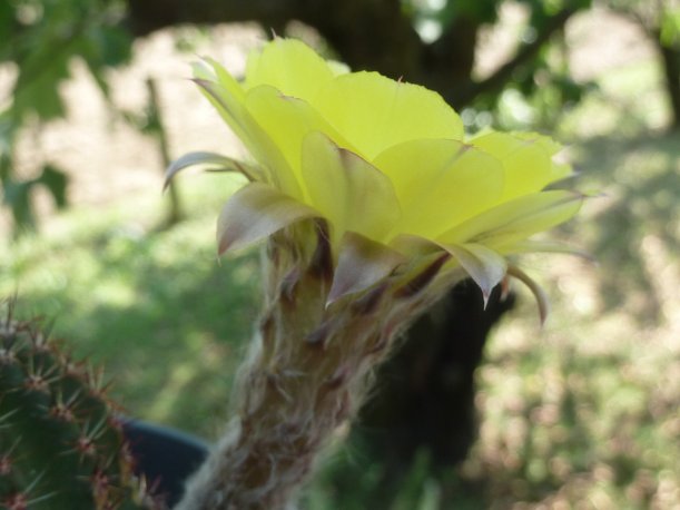 2018-08-21 Echinopsis aurea sp1