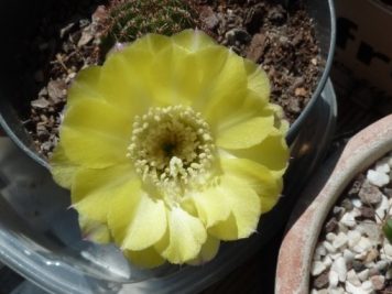 2018-08-21 Echinopsis aurea sp1